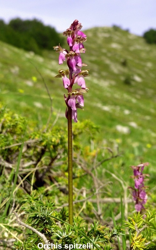 Una giornata tra le orchidee da Villetta Barrea a Scanno - 16 giugno 2021